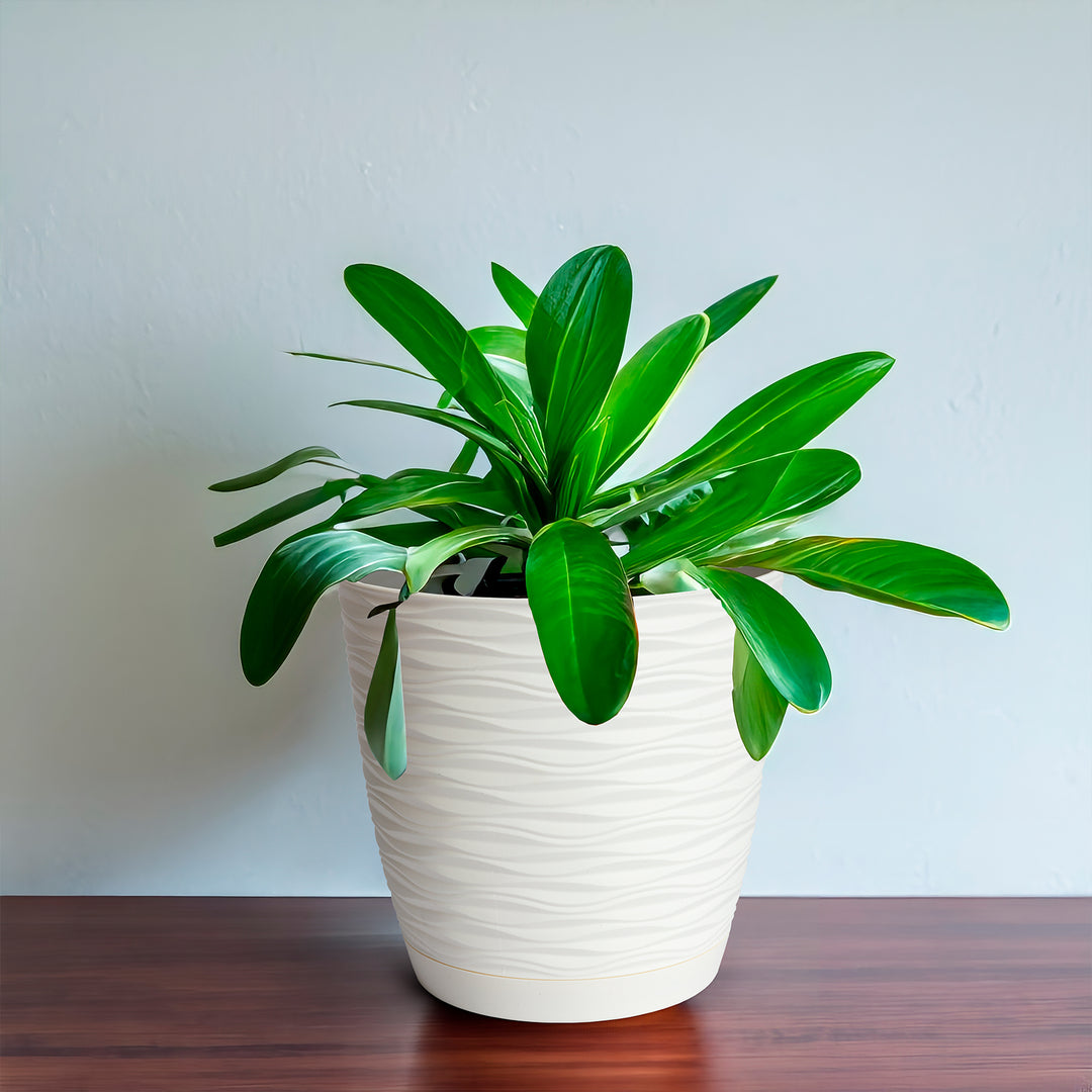 Areca Wind - Maceta Decorativa Redonda 23 cm con Plato Integrado. Blanco Roto