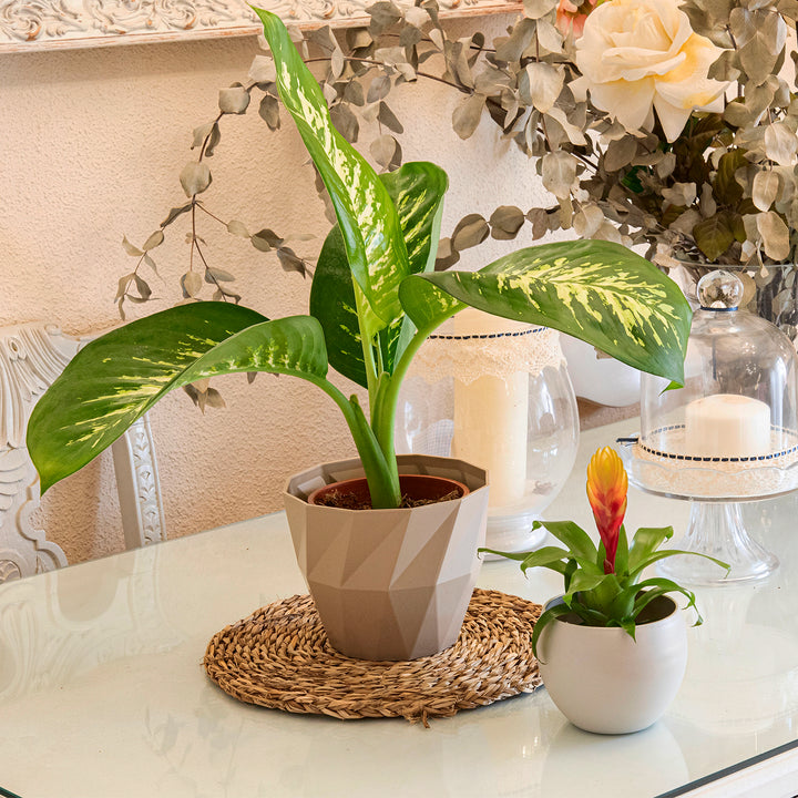 Areca Wind - Maceta Decorativa Cuadrada 13 cm con Plato Integrado. Taupe