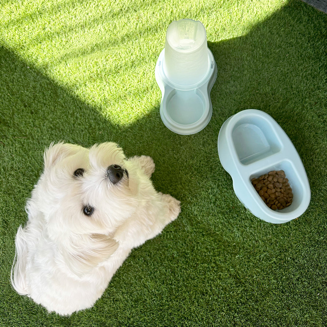 Plastiken Koko - Comedero Doble 0.5L + 0.5L para Mascotas Pequeñas. Menta