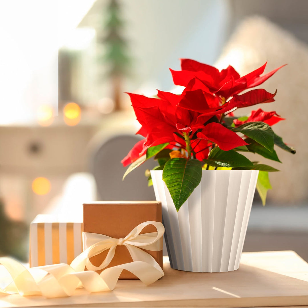 Plastiken 89001 - Maceta Redonda Colección DORIC. Medida 18 cm 2.5L